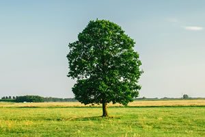 Image of a trees