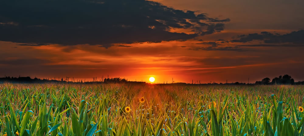 Photo of farm land